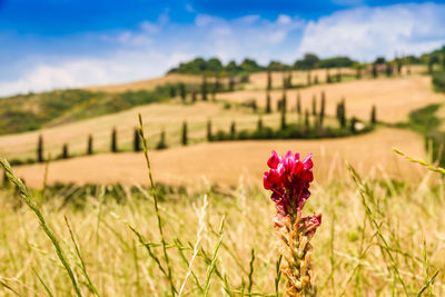 Close-up of flowering plants on field against sky