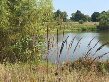 Scenic view of lake in forest