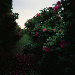 Pink flowering plants in garden