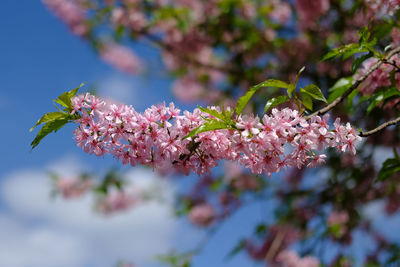 Close-up of cherry blossoms in spring