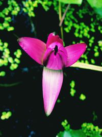 Close-up of pink flower blooming outdoors