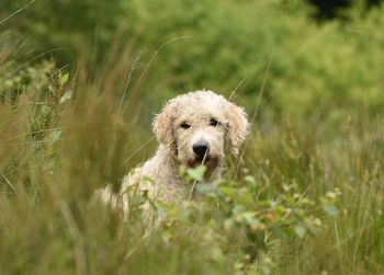 Portrait of a dog on field