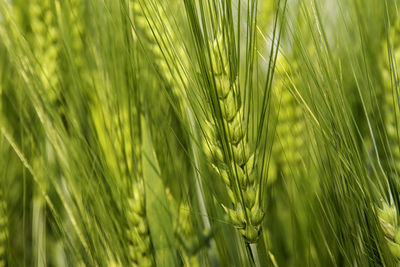 Close-up of wheat growing on field