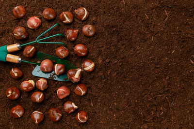 Tulip bulbs planting background. fall tulips planting and gardening flat lay still life.