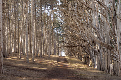 View of trees in forest