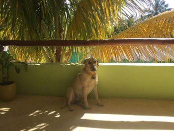 Dog sitting on palm tree