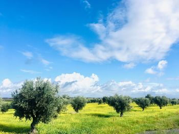 Scenic view of field against sky