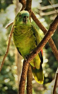 Low angle view of parrot perching on tree