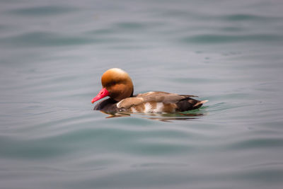 Duck swimming in a lake