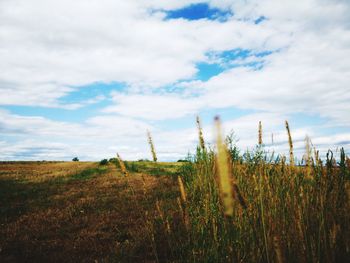 Plants growing on field against sky