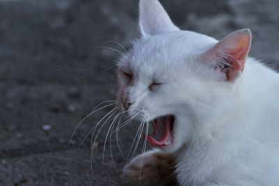 Close-up of cat with eyes closed