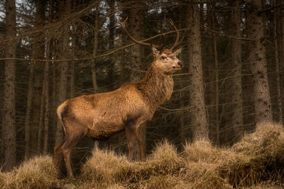 Deer in forest