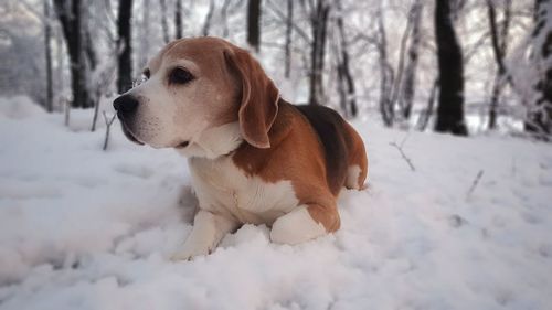 Beagle looking away in snow