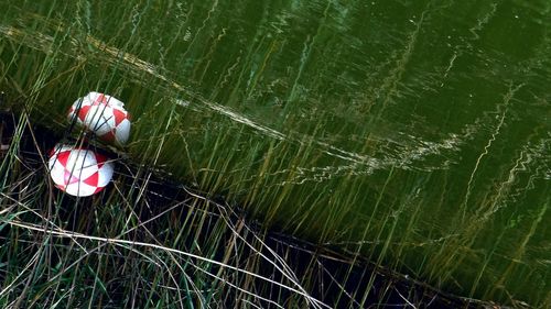 High angle view of red flowering plant on land