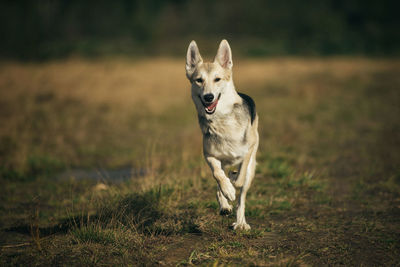 Portrait of a dog running on field