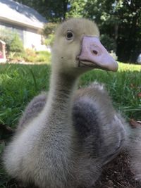 Close-up of swan on field