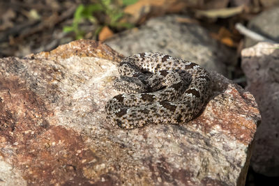 Close-up of a rock