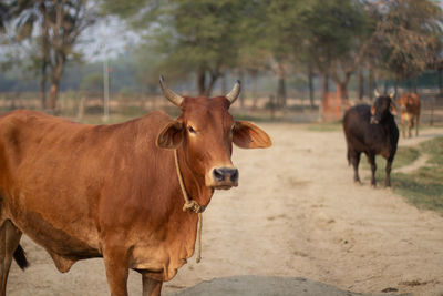 Cows standing in a field