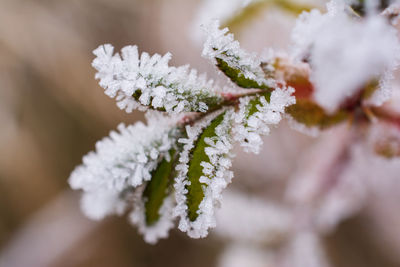 Close-up of frozen plant