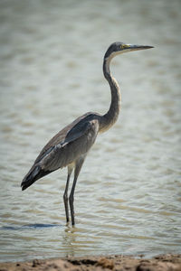 Grey heron stands staring in sunlit shallows