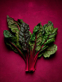 Top view pile of fresh healthy chard with green leaves and thin stalks placed on red background in light room