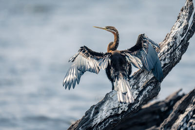 Close-up of bird flying over lake