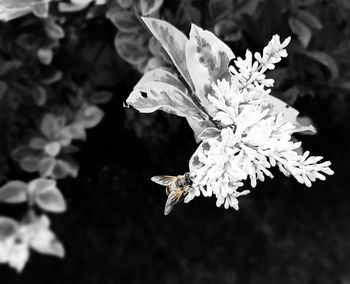 Close-up of bird on flower