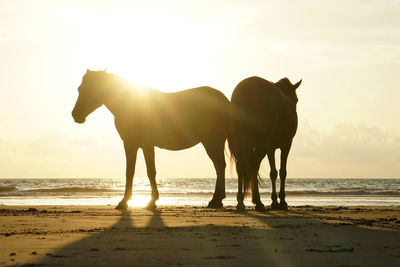 Silhouette horse on beach against sky during sunset