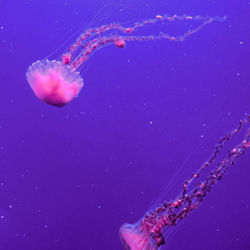 Jellyfish swimming in sea