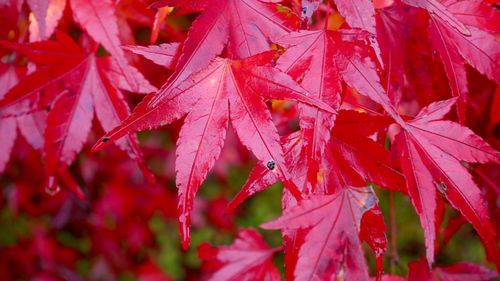 Close-up of red maple leaves on branch