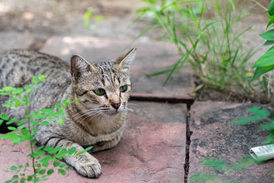 Portrait of tabby cat outdoors