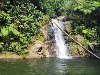 Scenic view of waterfall in forest