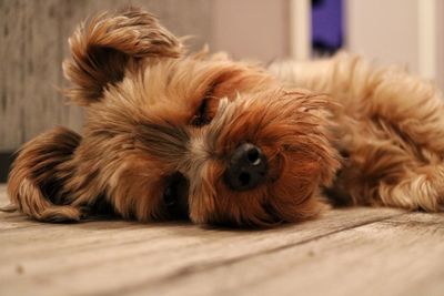 Close-up of dog lying on floor