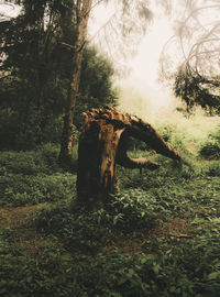 Old tree in forest