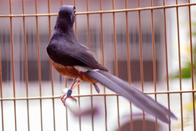Close-up of bird in cage