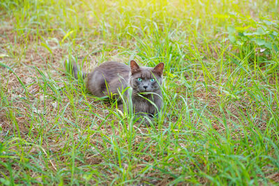 Beautiful gray cat sits in the grass in the park in spring