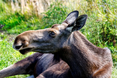 Close-up of giraffe