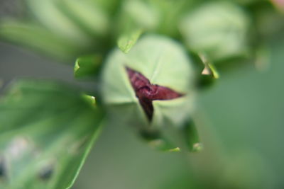 Close-up of flower on leaf