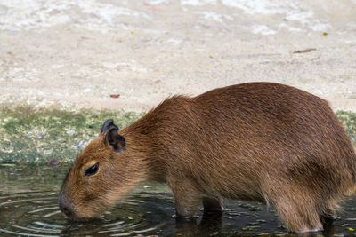 High angle view of an animal on field