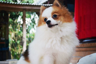 Close-up of cute dog looking away