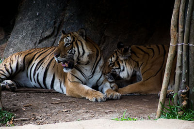 Tiger resting in zoo