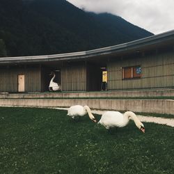 Birds on a wall