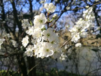 Close-up of white flowers on branch