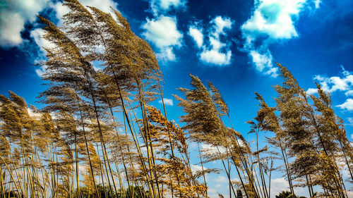 Low angle view of trees against blue sky