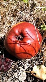 High angle view of orange fruit on field