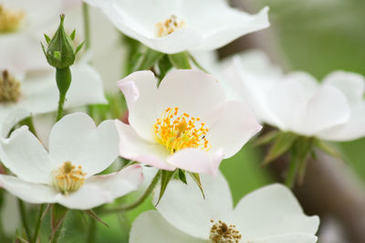 Close-up of white flowering plant