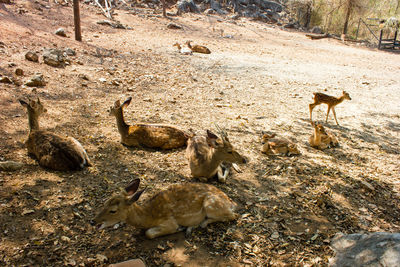 High angle view of deer on field