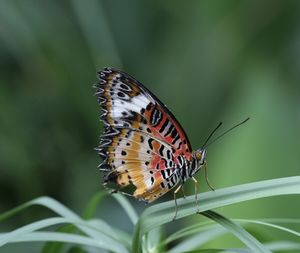 Close-up of butterfly on leaf