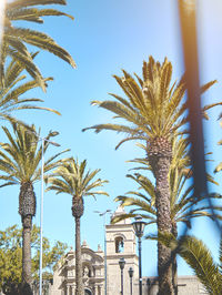 Low angle view of palm trees against sky