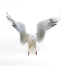 Low angle view of seagull flying against clear sky